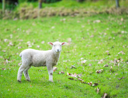 Shepherd and Sheep: A Pastor Appreciation Day Meditation