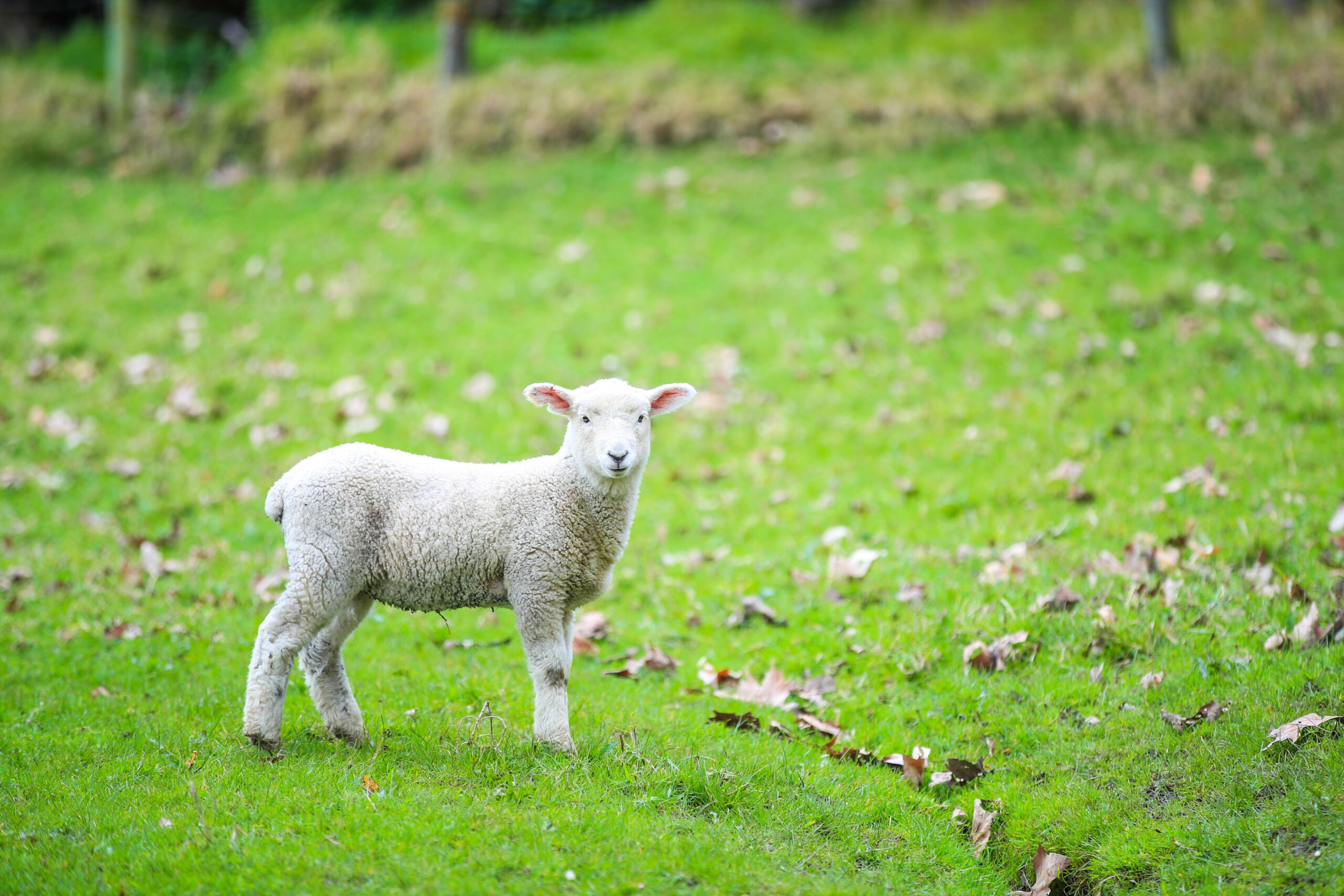 Shepherd and Sheep: A Pastor Appreciation Day Meditation